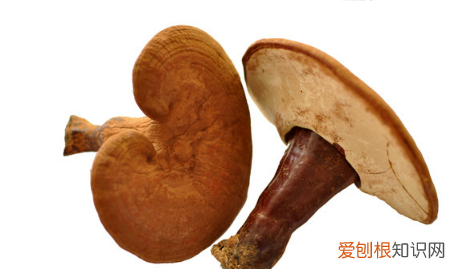 灵芝生虫子了还能吃吗