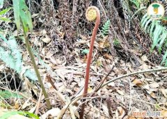 春天山里蕨菜味道脆爽下饭,蕨菜怎么收藏到冬季吃