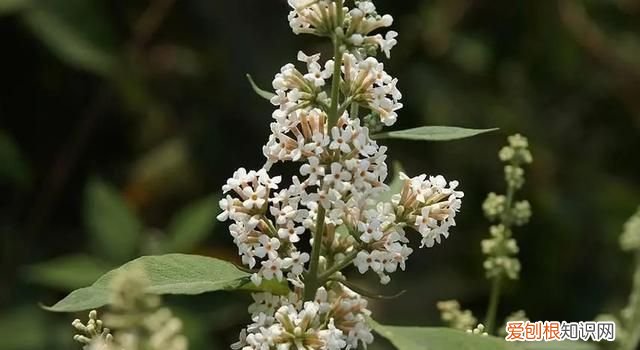 最好吃的五色花米饭 五色花米饭的制作方法