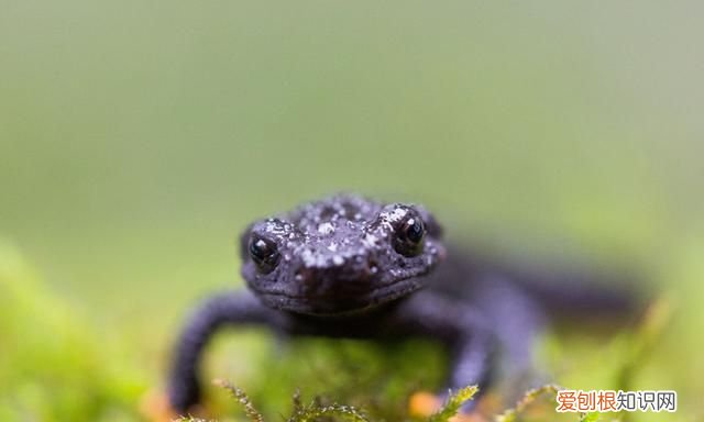 宁波大熊猫镇海棘螈放归野外