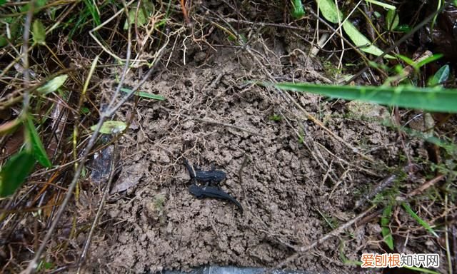 宁波大熊猫镇海棘螈放归野外