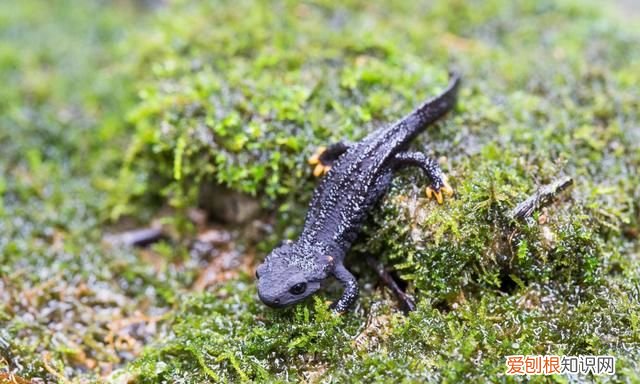 宁波大熊猫镇海棘螈放归野外