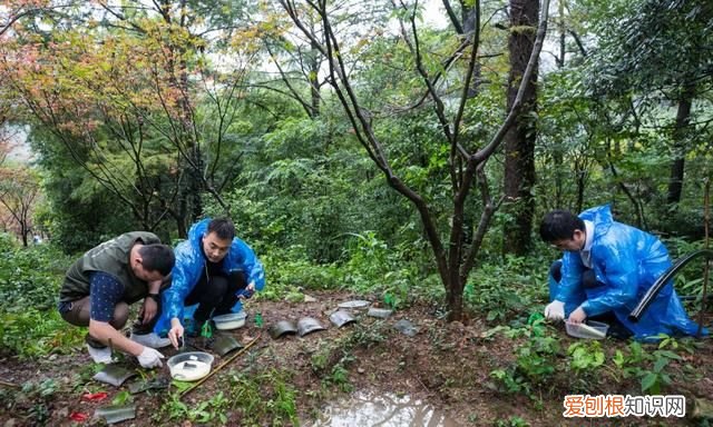 宁波大熊猫镇海棘螈放归野外