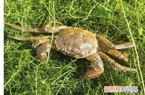 湖蟹和塘蟹有什么区别