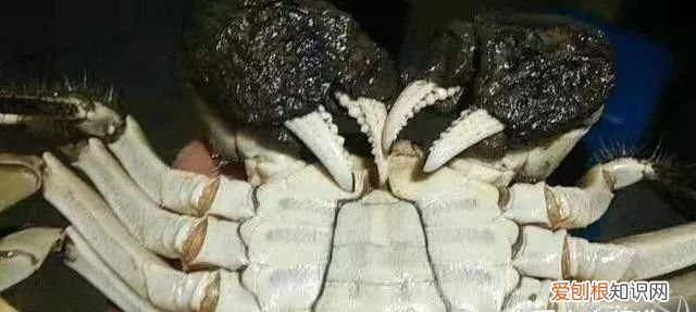 湖蟹和塘蟹有什么区别