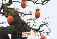 那山那水那人那景