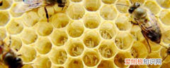 浅谈中蜂工蜂的寿命,蜜蜂工蜂寿命多少天