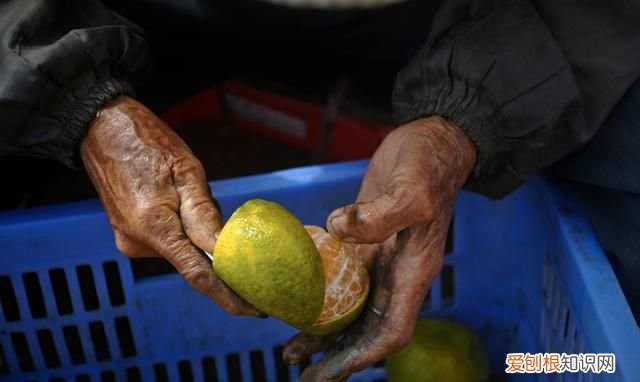 做陈皮的桔子有什么要求,用什么桔子晒陈皮