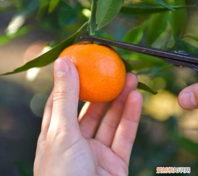 做陈皮的桔子有什么要求,用什么桔子晒陈皮