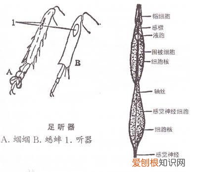 蟋蟀的耳朵长在什么的内侧?