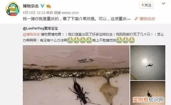 不明小黑虫入侵深圳