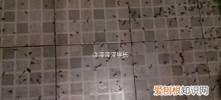 不明小黑虫入侵深圳