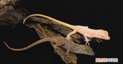 爬行动物的免疫系统有多强 基因融合出来的会飞的蜥蜴