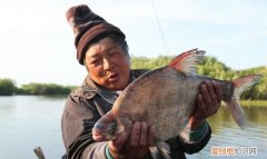 黑龙江名鱼简介:三花五罗十八子七十二杂鱼