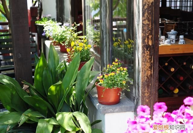 院子里有老鼠怎么办能除根,家里有老鼠怎么灭鼠最快的方法