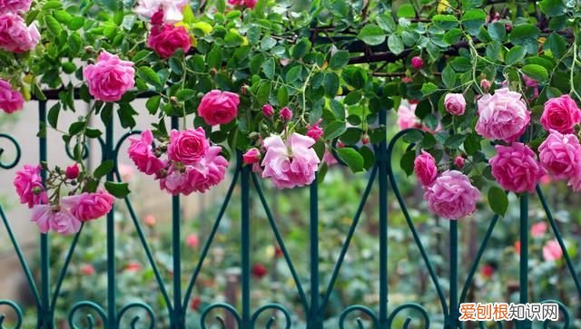 院子里有老鼠怎么办能除根,家里有老鼠怎么灭鼠最快的方法