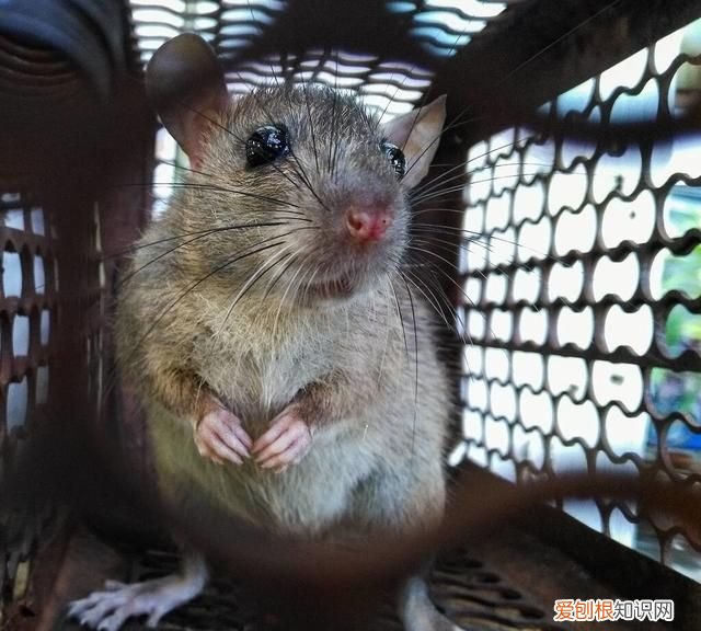 院子里有老鼠怎么办能除根,家里有老鼠怎么灭鼠最快的方法