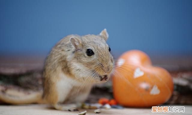 院子里有老鼠怎么办能除根,家里有老鼠怎么灭鼠最快的方法