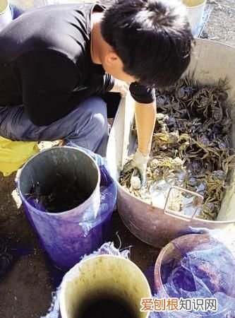 吃河蟹为何要蘸姜汁?这些部位为啥要扔掉呢