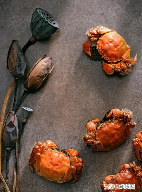 蟹天蟹地怎么样,蟹天蟹地白蟹上市