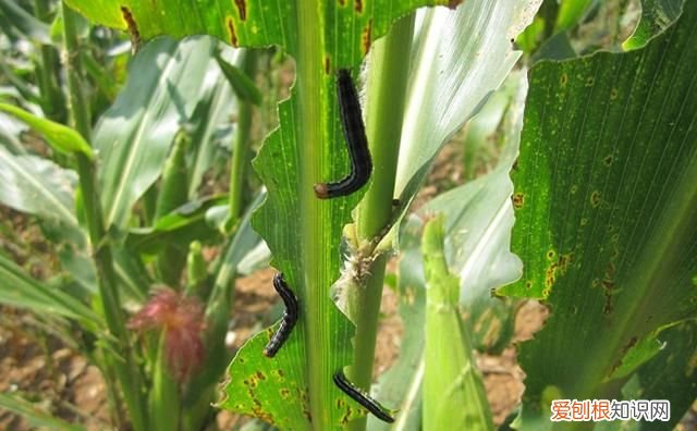 玉米食叶害虫的防治方法 玉米叶片被虫吃了是什么虫