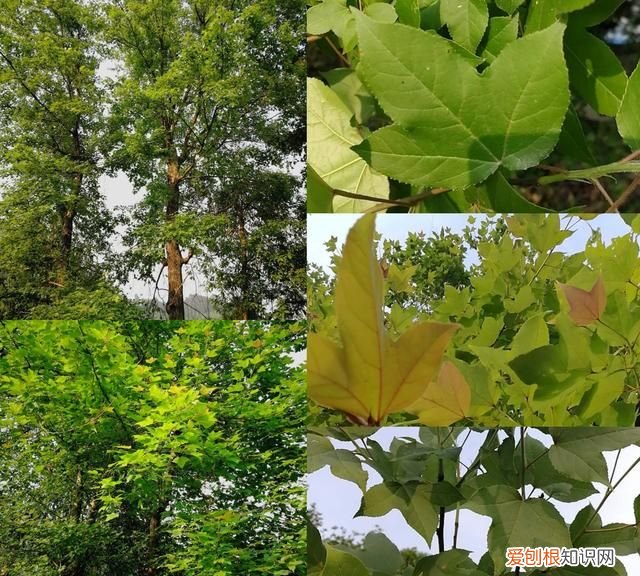 五色糯米饭用哪种枫叶,五色糯米饭黑色枫叶怎么做的