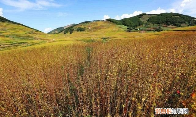 苦荞麦的功效与作用中用法禁忌式网