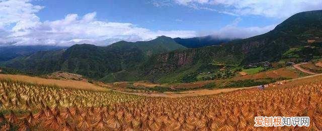 苦荞麦的功效与作用中用法禁忌式网