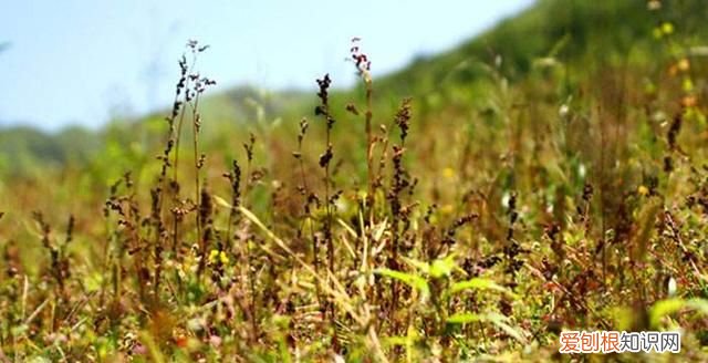 苦荞麦的功效与作用中用法禁忌式网