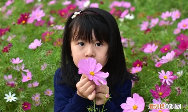 生活在花海中的蜂鸟 唐山花海蜂鸟