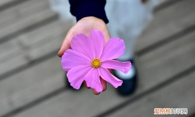 生活在花海中的蜂鸟 唐山花海蜂鸟