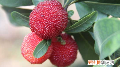 一斤杨梅泡多少白酒放多少冰糖