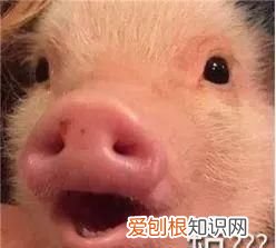 科普关于垃圾分类你了解多少