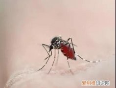 秋蚊猛如虎的真实原因 秋蚊猛如虎你该如何应对