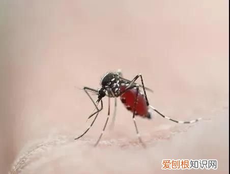 秋蚊猛如虎的真实原因 秋蚊猛如虎你该如何应对