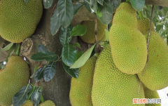 菠萝蜜怎么做好吃法大全,你知道菠萝蜜怎么吃才最好吃吗