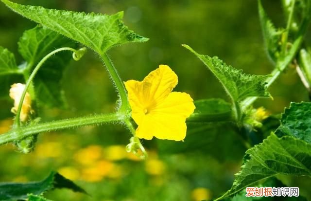 黄瓜有苦味怎么去除