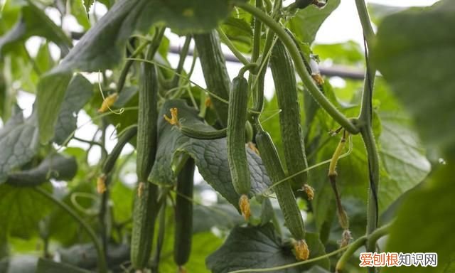 黄瓜有苦味怎么去除