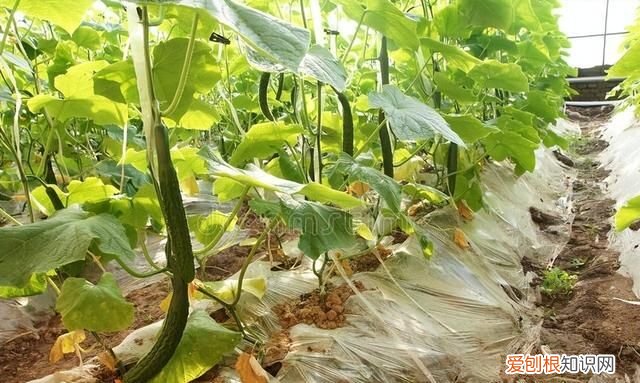 黄瓜有苦味怎么去除