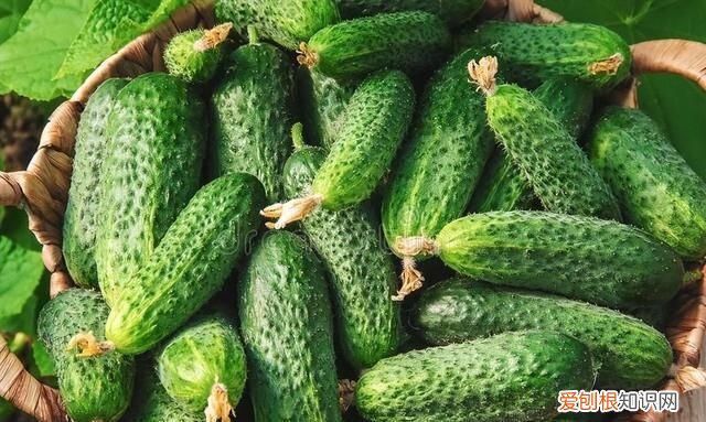 黄瓜有苦味怎么去除