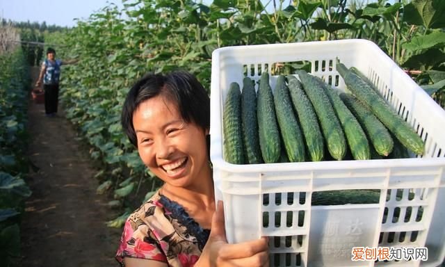 黄瓜有苦味怎么去除