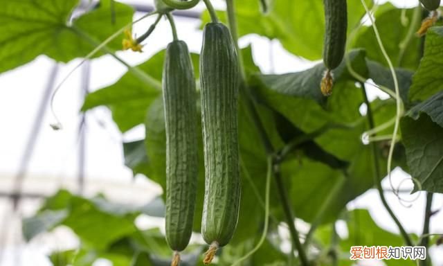 黄瓜有苦味怎么去除