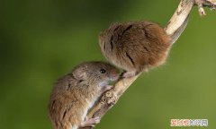 成都灭鼠公司能消灭老鼠吗 长沙灭鼠公司怎么收费