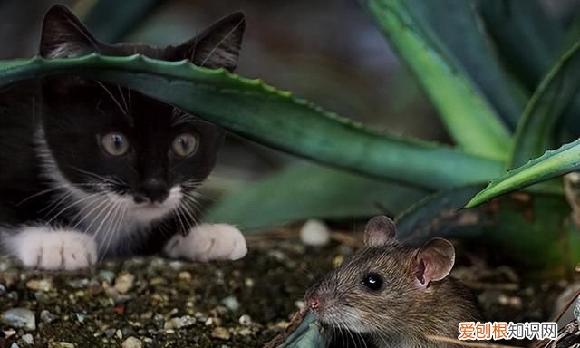 成都灭鼠公司能消灭老鼠吗 长沙灭鼠公司怎么收费