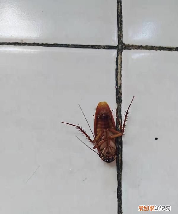 家里经常突然出现死掉的小强 家里突然出现小强是什么原因