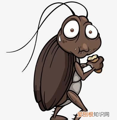 家里经常突然出现死掉的小强 家里突然出现小强是什么原因