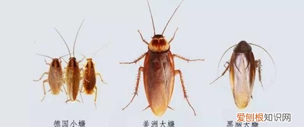 家里经常突然出现死掉的小强 家里突然出现小强是什么原因