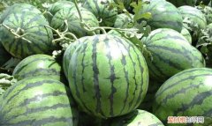 西瓜怎么写简介 西瓜的简介