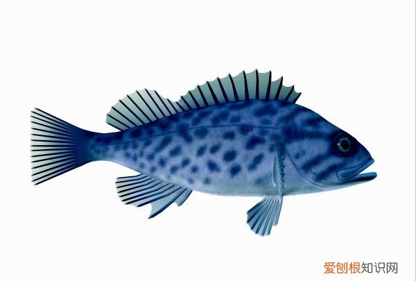 黑鱼能清蒸,黑鱼怎么炒才好吃视频