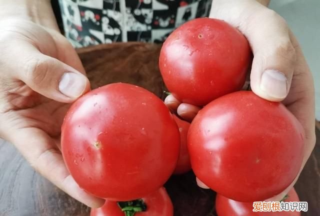 西红柿大红色好还是粉红的好,粉红色特大果西红柿种子